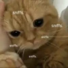Cats 15