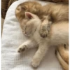 catsaandlove 15
