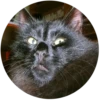 Lol cats 8