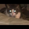 Cats 16