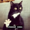 catsxoba 6