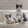 Cats 12