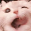 cats 14