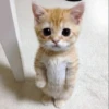 Cat 13