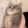 Cats 16