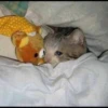 Cats 17