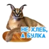 catspb 12