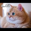 Cats 13
