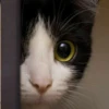 Gatos e Cachorros 16