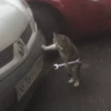 Cat's Memes 9