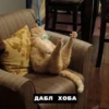 catsxoba 7