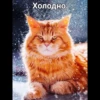 Cats 14