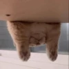 Cat 14