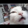 Cats 18