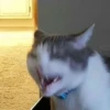 Cats 17