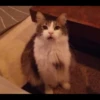 Cats 19