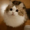 Cat's Memes 12