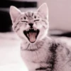 cats 15