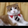 Cats 14