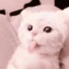 cats 16