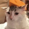 catsaandlove 18
