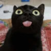 Not So Polite Cats 16