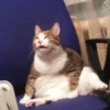 Not So Polite Cats 17