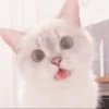 cats 17