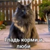 Cats 15