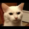 Cats 15