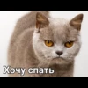 Cats 16