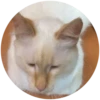 Lol cats 10