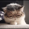 Cat's Memes 13