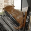 Cat 15