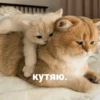 catsaandlove 19