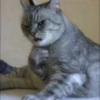 Cats 21