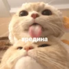 catsaandlove 20