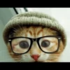 Cats 17