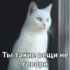 Cats 17
