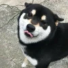 Gatos e Cachorros 18