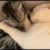 Cat's Memes 14