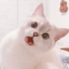 cats 18