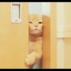 Cat's Memes 15