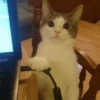 Cat's Memes 16