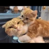 Cat's Memes 17