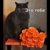Cats 18
