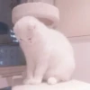 cats 19