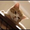 Cat's Memes 18