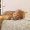 Cat's Memes 19
