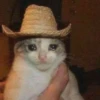 Gatos e Cachorros 19